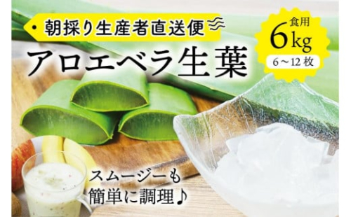 【食用】朝採り アロエベラ生葉 6kg（6枚～12枚）3年物　宮城県産 1210722 - 宮城県角田市