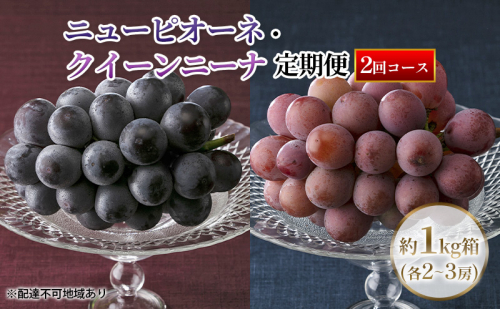 【定期便】【2026年先行予約】 ぶどう 岡山県産 ニューピオーネ ・ クイーンニーナ 1kg箱（各2～3房） 定期便 2回 《2026年8月下旬-9月中旬頃出荷》 葡萄 ブドウ 岡山県産 フルーツ 果物 数量限定  1210826 - 岡山県里庄町