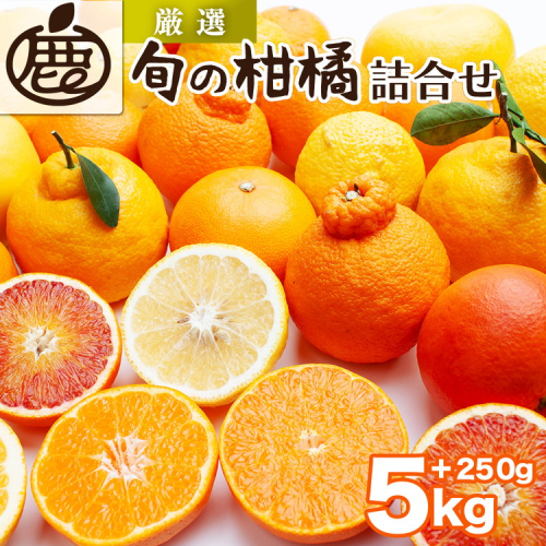 ＜1月より発送＞厳選 柑橘詰合せ5kg+250g（傷み補償分）◇【有田の春みかん詰め合わせ・フルーツ詰め合せ・オレンジつめあわせ】【光センサー選別】 ※北海道・沖縄・離島への配送不可 ※2026年1月上旬～4月下旬頃に順次発送予定 1210838 - 和歌山県美浜町