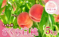 福島県産 さくら白桃 5kg 2024年9月上旬～2024年9月中旬発送 先行予約 予約 大玉 固め 白桃 伊達の桃 桃 もも モモ 果物 くだもの フルーツ 国産 食品F20C-836