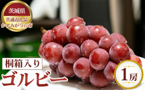 No.625 【先行予約】ゴルビー　桐箱入り1房【茨城県共通返礼品 かすみがうら市】 ／ 果物 葡萄 ぶどう 茨城県 1211436 - 茨城県坂東市