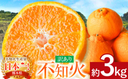 ≪ご家庭用≫ 不知火 約3kg ｜ 果物 フルーツ 不知火 熊本県 玉名市 くまもと たまな