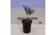 蘇鉄　Cycas revoluta_栃木県大田原市生産品_Bear‘s palm