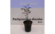 象の木　Pachycormus discolor_栃木県大田原市生産品_Bear‘s palm