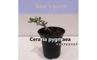 ケラリアピグマエア挿し木　Ceraria pygmaea_栃木県大田原市生産品_Bear‘s palm