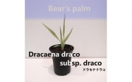 ドラセナドラコ　Dracaena draco subsp.draco_栃木県大田原市生産品_Bear‘s palm