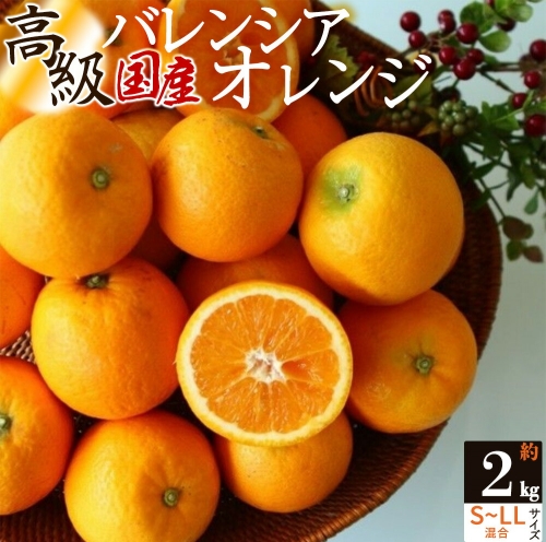 ZS6150_主井農園 高級 国産 バレンシアオレンジ 2kg サイズ混合 1215253 - 和歌山県湯浅町