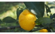 小豆島産有機レモン果実 1kg(約12個)・有機JAS認証・国産オーガニックレモン・無農薬