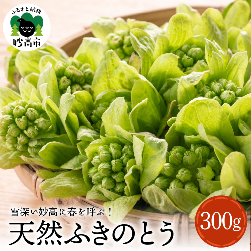 【3月中旬より発送】天然ふきのとう 山菜 天ぷら ふきのとう味噌 春の味覚 産地直送 国産 新潟県 妙高市 1215741 - 新潟県妙高市