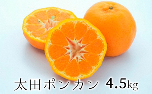 【2024年1月下旬より順次発送】静岡県清水生まれの美味しい柑橘・太田ポンカン 4.5kg 10,000円