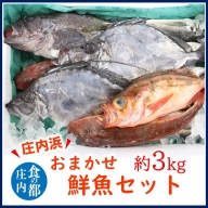 食の都庄内　庄内浜のおまかせ鮮魚セット約3kg