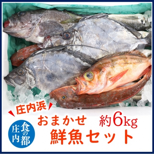 食の都庄内　庄内浜のおまかせ鮮魚セット約6kg 1216938 - 山形県三川町