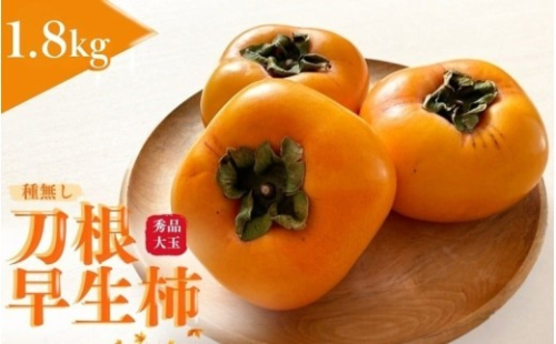 種無し柿 刀根早生柿 秀品大玉 約1.8kg（6個）【kiy002A】 1217789 - 和歌山県由良町