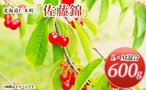 先行受付 北海道 仁木町産 さくらんぼ 佐藤錦 600g (300g×2パック) L・M混合  旬 桜桃 産地直送 サクランボ チェリー フルーツ 果物 果物類 仁木町 仁木 [松山商店] 1219647 - 北海道仁木町
