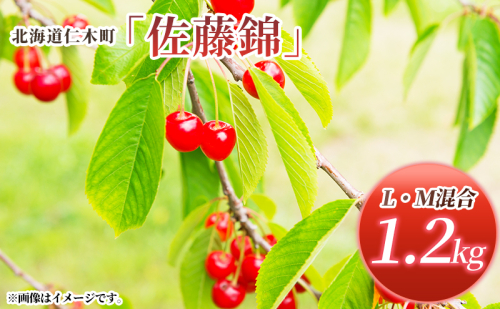 先行受付 北海道 仁木町産 さくらんぼ 佐藤錦 1.2kg (300g×4パック) L-Mサイズ 混合  旬 桜桃 産地直送 サクランボ チェリー フルーツ 果物 果物類 仁木町 仁木 [松山商店] 1219648 - 北海道仁木町