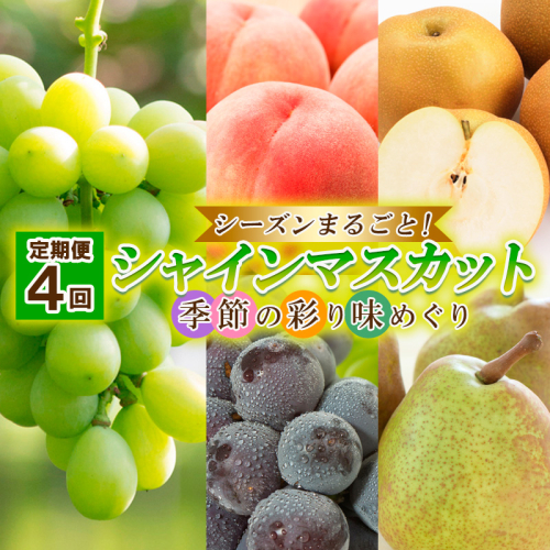 【定期便4回】シーズンまるごと！シャインマスカット 季節の彩り味めぐり【令和8年産先行予約】FU23-884 1219846 - 山形県山形市