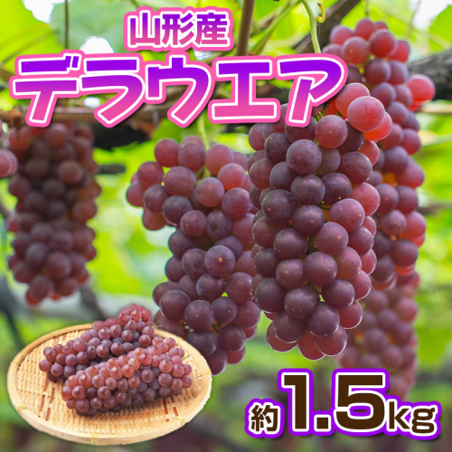 デラウエア 秀品 約1.5kg(5～10房)【令和8年産先行予約】FS23-881 1220052 - 山形県山形市