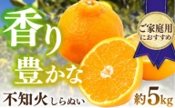 不知火 (しらぬい)約5kg / みかん 柑橘 でこぽん デコポン 長崎市/松上果樹園 