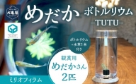 めだかボトルリウム-TUTU- 【水草(ミリオフィラム)】