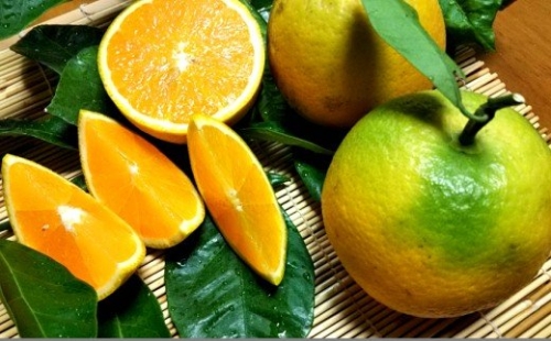 212. 【数量限定】有田市生まれのバレンシアオレンジ（約5kg）