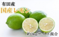 有田産の安心国産レモン約3kg  （サイズ混合）【～2024年3月30日までに発送】【TM61】