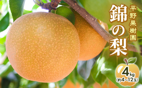 梨 先行予約 4kg 平野果樹園 錦の梨 清流錦 2026年発送 フルーツ 果物 デザート 配送不可：離島  1225960 - 熊本県錦町