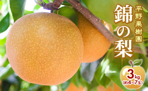 梨 先行予約 3kg 平野果樹園 錦の梨 清流錦 2026年発送 フルーツ 果物 デザート 配送不可：離島  1225961 - 熊本県錦町