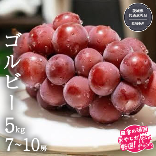 ゴルビー 5kg (7～10房) 【2026年9月より発送開始】（茨城県共通返礼品 [ぶどう]：結城市産） ぶどう ブドウ 葡萄 果物 フルーツ 茨城県産 [BI422-NT] 1226042 - 茨城県つくばみらい市