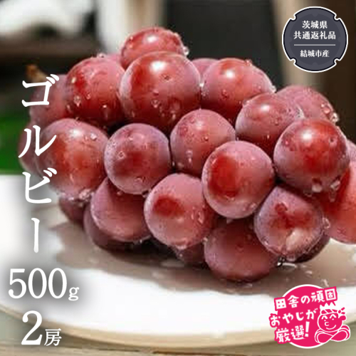 ゴルビー 500g ×2房【2026年9月より発送開始】（茨城県共通返礼品 [ぶどう]：結城市産） ぶどう ブドウ 葡萄 果物 フルーツ 茨城県産 [BI423-NT] 1226044 - 茨城県つくばみらい市