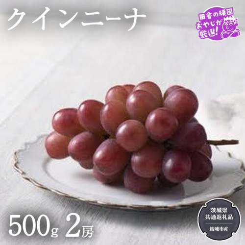 クインニーナ 500g×2房【2026年9月より発送開始】（茨城県共通返礼品 [ぶどう]：結城市産） ぶどう ブドウ 葡萄 果物 フルーツ 茨城県産 [BI425-NT] 1226052 - 茨城県つくばみらい市