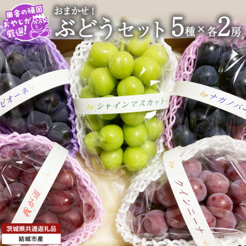 おまかせ！ ぶどう セット 5品種×各2房【2026年9月より発送開始】（茨城県共通返礼品 [ぶどう]：結城市産） ぶどう ブドウ 葡萄 果物 フルーツ 茨城県産 [BI426-NT] 1226312 - 茨城県つくばみらい市