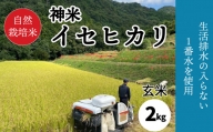 [2023年収穫米 玄米]自然栽培米 神米 イセヒカリ 2キロ | 米 イセヒカリ 無農薬 愛媛県 松山市 米 玄米