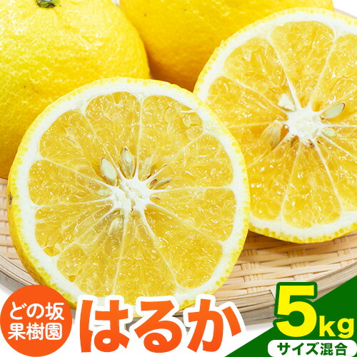 はるか 約 5kg サイズ混合 どの坂果樹園《3月上旬-5月下旬頃出荷》 和歌山県 日高川町 はるか 旬 柑橘 フルーツ 果物 1227734 - 和歌山県日高川町