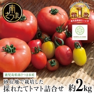 【鹿児島県南さつま市産】砂丘地で栽培 採れたてトマト詰合せ 約2kg