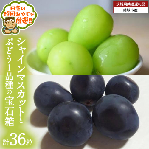「粒々ぶどう36粒」 シャインマスカット と ぶどう1品種の宝石箱【2026年8月より発送開始】（茨城県共通返礼品 [ぶどう]：結城市産）  ぶどう ブドウ 葡萄 果物 フルーツ 茨城県産 [BI443-NT] 1230581 - 茨城県つくばみらい市