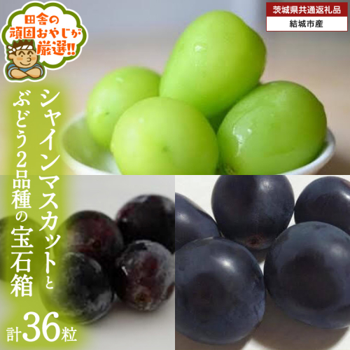 「粒々ぶどう36粒」 シャインマスカット と ぶどう 2品種の宝石箱【2026年8月より発送開始】（茨城県共通返礼品 [ぶどう]：結城市産） ぶどう ブドウ 葡萄 果物 フルーツ 茨城県産 [BI444-NT] 1230582 - 茨城県つくばみらい市