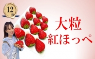 シエルファーム 大粒いちご 12粒 紅ほっぺ / 高級 いちご 苺