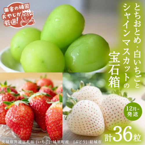 「粒々いちご18粒」とちおとめと白いちごとシャインマスカット【12月より発送開始】（茨城県共通返礼品 [いちご]：城里町産　[ぶどう]：結城市）  詰め合わせ 果物 フルーツ 茨城県産 [BI449-NT] 1230628 - 茨城県つくばみらい市