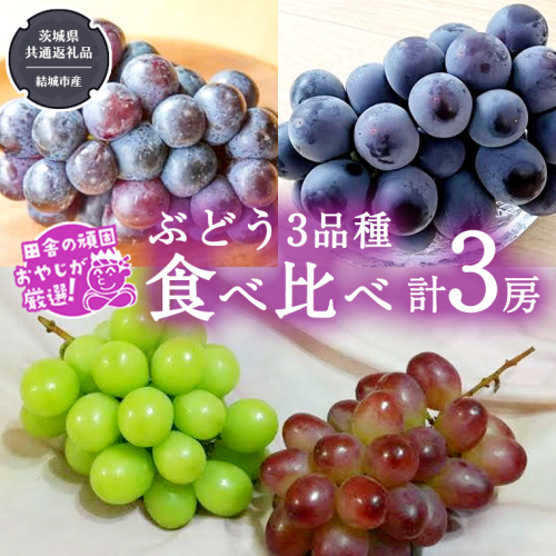 ぶどう 3品種 食べ比べ（各１房ずつ）【2026年8月より発送開始】（茨城県共通返礼品 [ぶどう]：結城市産） 詰め合わせ 果物 フルーツ 茨城県産 [BI451-NT] 1230630 - 茨城県つくばみらい市