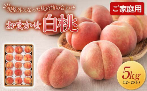 ≪2026年先行予約≫ご家庭用 山形県産 おまかせ 白桃 約5kg(12～20玉) 2026年8月上旬から順次発送 夏果実 果実 果物 くだもの フルーツ 桃 もも ピーチ 家庭用 自宅用 訳あり 農業者 農家 支援品 産地直送 山形県 西川町 月山 FYN6-208