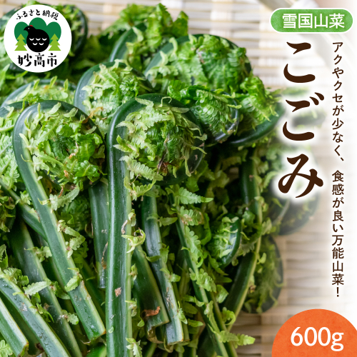 【4月上旬より発送】雪国山菜 こごみ 300g×2パック 1231634 - 新潟県妙高市