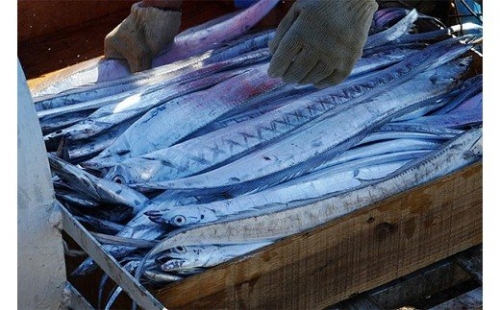 296 紀州 太刀魚 ドラゴンサイズ(1kg以上)(A296-1) 123178 - 和歌山県有田市