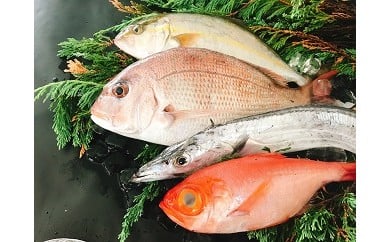 66 太刀魚と旬の魚セット(約4種類 / 約0.7～1kg程度)(A66-1) 123180 - 和歌山県有田市