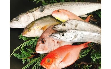 67 太刀魚と旬の魚セット(約6種類 / 約1.5～2kg程度)(A67-1) 123181 - 和歌山県有田市