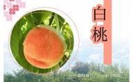 【減農薬特別栽培】笛吹市産白桃1.8kg 157-035