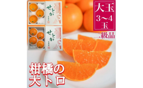 ちょっと 傷あり ハーフ 化粧箱 柑橘の大トロ ハウス せとか 大玉 3 ～ 4玉入 南泰園 1233392 - 和歌山県有田川町