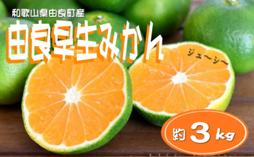 和歌山由良町産 由良早生みかん 約3kg 訳あり キズ 御家庭用 サイズ混合【sml126B】 1235256 - 和歌山県紀美野町
