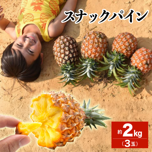 2026年 先行予約 スナックパイン 約2kg 3玉 西表島ひらい農園 パイナップル 果物 フルーツ パイン 027-a009_2026 1235839 - 沖縄県竹富町