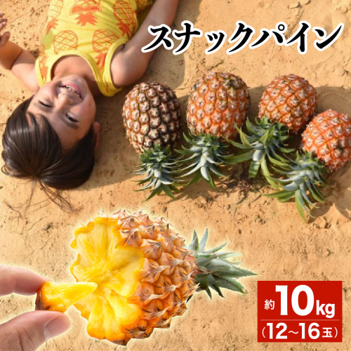 2026年 先行予約 スナックパイン 約10kg 12?16玉 西表島ひらい農園 パイナップル 果物 フルーツ パイン 027-a012_2026 1235842 - 沖縄県竹富町