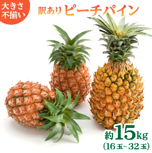 訳あり 不揃い 2026年 先行予約 ピーチパイン 約15kg 16～32玉  "いってＱ"でも紹介された 西表島ひらい農園 濃密 パイン 果物 パイナップル フルーツ 027-a026_2026 1235863 - 沖縄県竹富町